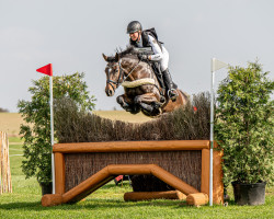 jumper Cheeky Papellita (Oldenburg show jumper, 2016, from Papellito xx)