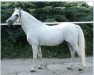 stallion Langaas Trinket (Welsh-Pony (Section B), 1980, from Coed Coch Leonard)