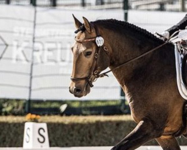 horse Lavendel 156 (Lusitano, 2015, from Afiancado)