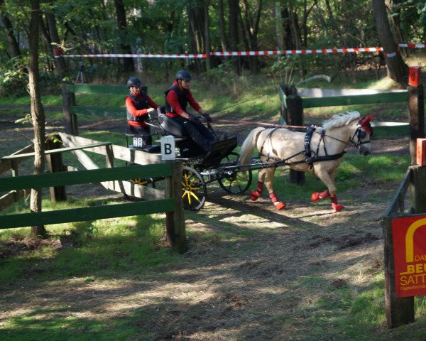 horse Timberland AH (Welsh-Pony (Section B), 2007, from Timing)