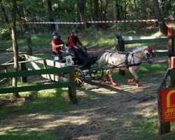 Pferd Timberland AH (Welsh Pony (Sek.B), 2007, von Timing)