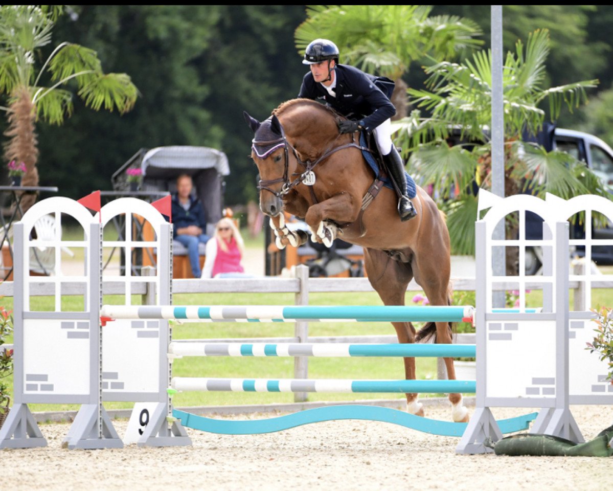 stallion Vigado (Holsteiner, 2018, from Vigo d'Arsouilles)