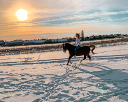 broodmare Casandra (German Riding Pony,  , from Silvertop's Robin)