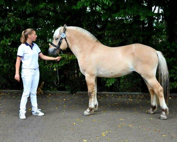 horse Krocus D'Ober (Fjord Horse, 2020, from Kamil)