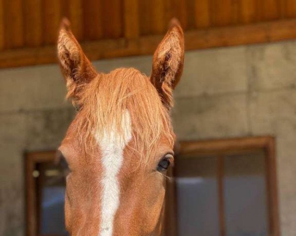 dressage horse Frola CH (Freiberger, 2006, from Nocturne des Champs)