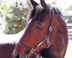 dressage horse Rubinella Royal (German Warmblood, 2005, from Royan)