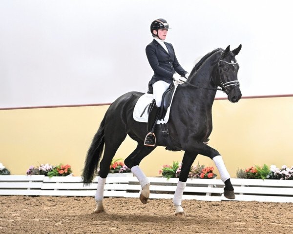 stallion Expectation PS (Oldenburg, 2019, from Escamillo)