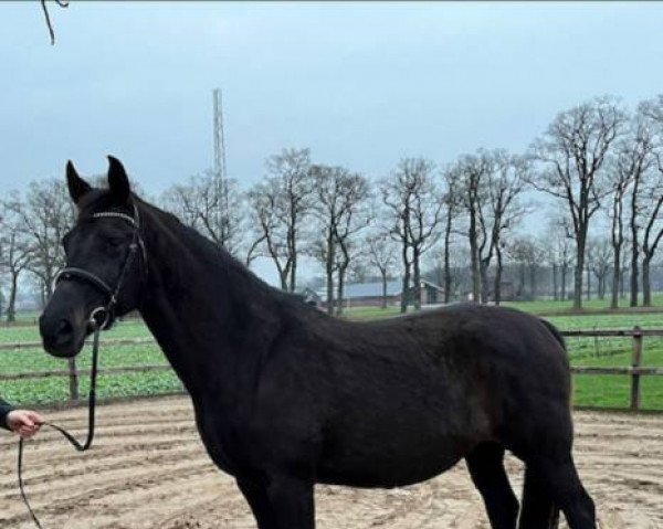 broodmare Elsa Norp (KWPN (Royal Dutch Sporthorse),  , from Glock's Johnson Tn)