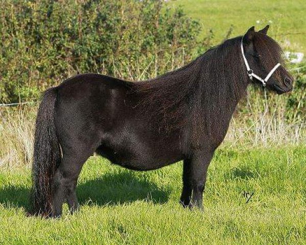 Zuchtstute Paula van Stal Cornelie (Shetland Pony (unter 87 cm),  , von August van de Kosterweide)