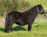 broodmare Paula van Stal Cornelie (Shetland pony (under 87 cm),  , from August van de Kosterweide)