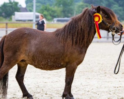 Zuchtstute Niederbroks Piroschka (Shetland Pony (unter 87 cm), 2017, von Elias van de Schellenkrans)