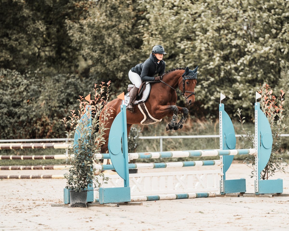 jumper Marcie de la vie (German Sport Horse, 2018, from Monte Bellino)
