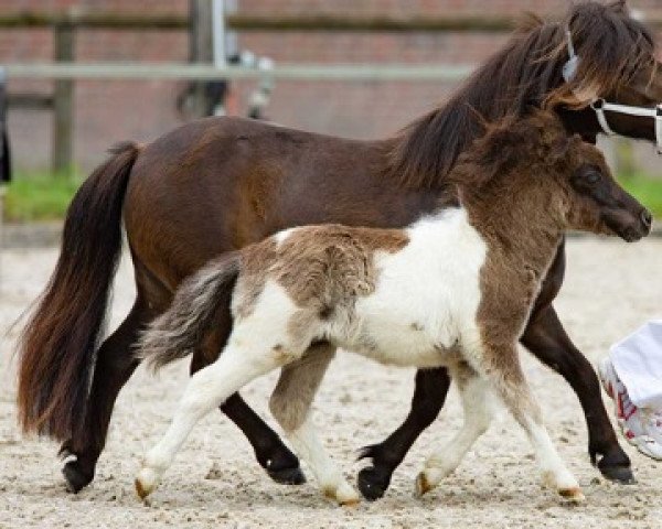 horse Niederbroks Pretty Woman (Shetland pony (under 87 cm), 2021, from Niederbroks Hui-Buh)