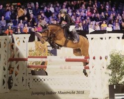 jumper For Future 13 (German Riding Pony, 2010, from For Next Generation)