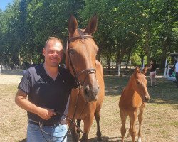 jumper Colmar (Belgian Warmblood, 2022, from Colorit)