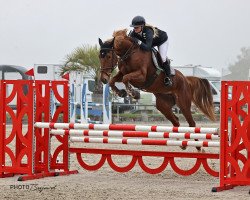 jumper Gianna Amona CH (Swiss Warmblood, 2017, from Guidam Sohn)