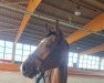 jumper Contiki 23 (Hanoverian, 2018, from Cascadello)