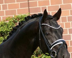 stallion Fineston MW (Hanoverian, 2017, from Finest)