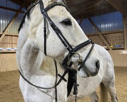 dressage horse Lansjer (Polnisches Warmblut, 2013)