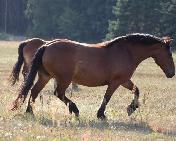 broodmare Estrella (Saxon-Thuringian Draughthorse, 2011)