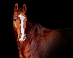 dressage horse Adero (Oldenburg, 2017, from Adoro)