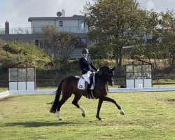 dressage horse Londongirl B 3 (Hanoverian, 2013, from Londontime)