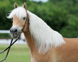 Zuchtstute Sternchen-Star (Haflinger, 2002, von Abendstern)