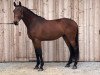 horse Rubin (Austrian Warmblood, 2018, from Contiki)