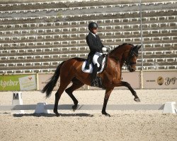 dressage horse Infinity 44 (Trakehner, 2015, from Zauberlord)