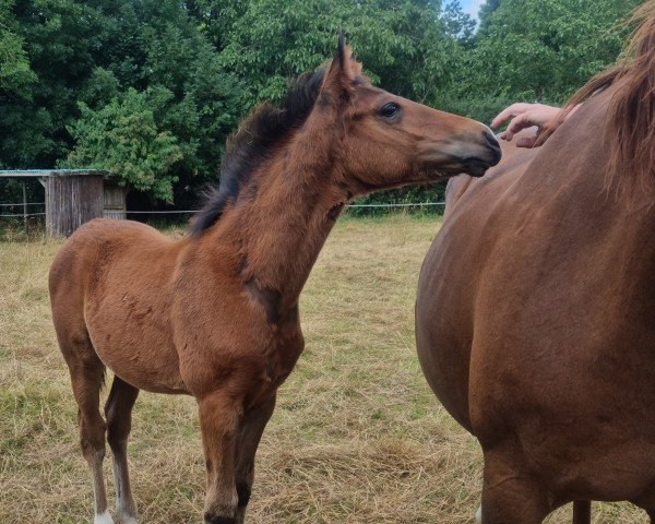 Springpferd Chesmu (Deutsches Reitpony, 2021, von Champ de Luxe)