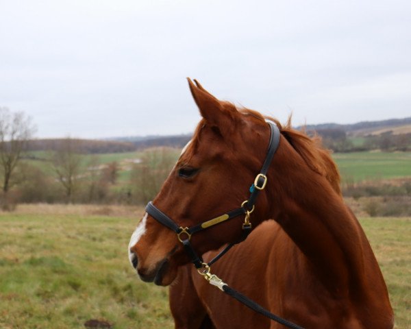 broodmare Lorie L (Hanoverian, 2013, from Florentinus V 219 FIN)
