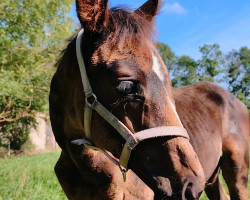 dressage horse Ruby Rue JM (Hanoverian, 2022, from Ravanello)