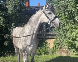 broodmare Grappa Gricia (Holsteiner, 2014, from Cachas)