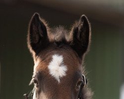 Springpferd Philippa Gricia (Holsteiner, 2022, von Cabrio van de Heffinck)