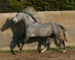 horse Roseton (Pura Raza Espanola (PRE), 2006, from Jaquimero)