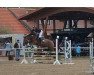 jumper Chicago Fire GTI (German Sport Horse, 2018, from Cheetano)