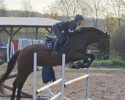 broodmare Girana GTI (German Sport Horse, 2016, from E.H. Millennium)