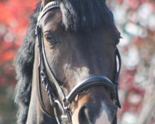 dressage horse Pik Dame 168 (German Riding Pony, 2015, from Del Estero NRW)
