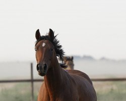 dressage horse Desteny (German Riding Pony, 2017, from Dark Dornik)