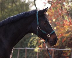 jumper Nougat 29 (KWPN (Royal Dutch Sporthorse), 2005, from Numero Uno)