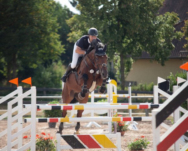 Springpferd Calido´s Son (Oldenburger, 2006, von Calido I)