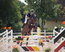 jumper Calido´s Son (Oldenburg, 2006, from Calido I)