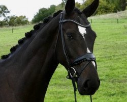 dressage horse Enjou 3 (Hanoverian, 2018, from Emilio)