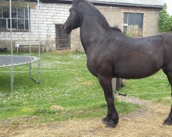 horse Brenda (German Riding Pony, 1990, from Brenig Madoc)