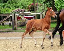 dressage horse Lights of Nuii CE (Hanoverian, 2021, from Labbadio)