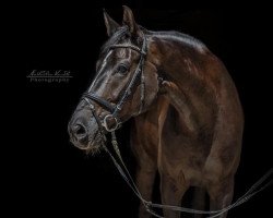 dressage horse Jasper 234 (Oldenburg, 2012, from Glock's Johnson Tn)