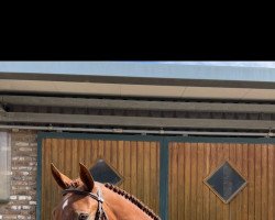 jumper Coco B 3 (Rhinelander, 2017, from Calido I)