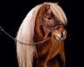 Zuchtstute Fara v.d.stegen (Shetland Pony, 1991, von Arno van de Uilenhoek)