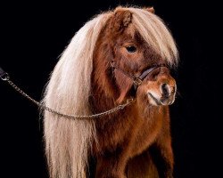 Zuchtstute Fara v.d.stegen (Shetland Pony, 1991, von Arno van de Uilenhoek)