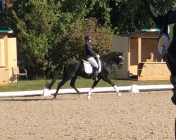 dressage horse Fürstenglanz 12 (Hanoverian, 2015, from Fürst Belissaro)